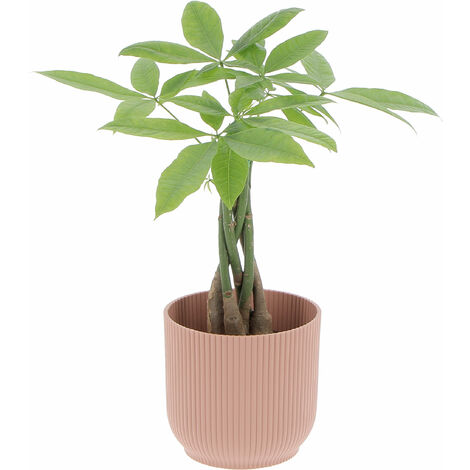 Pachira Acquatica con Eco-Vaso Pink - H 25/35 cm Vaso Ø 12 cm
