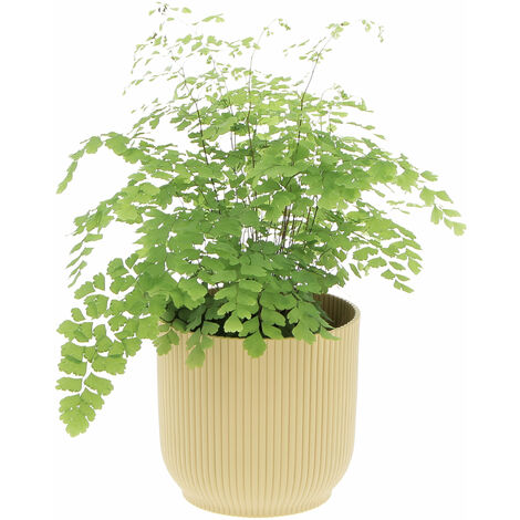 Felce Capelvenere con Eco-Vaso Yellow - Adiantum Raddianum Fragrans - H 35-40 cm Vaso Ø 14 cm