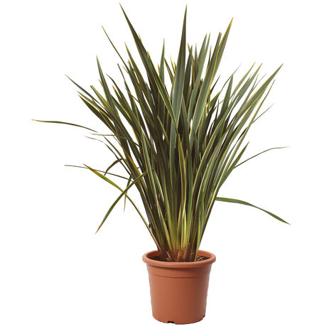 Phormium Tenax Variegatum - Piante da Esterno Sempreverdi - H 125-150 cm Vaso Ø 30 cm