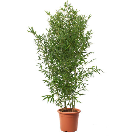 Bambusa Aurea - Bamboo Pianta Vera da Esterno - Bambù Piante per Giardino Balcone Terrazzo - H 145/170 cm Vaso Ø 24 cm