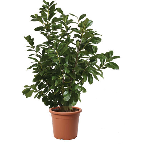 Prunus Laurocerasus Novita - Piante Vere da Esterni - H 80-100 cm Vaso Ø 24 cm