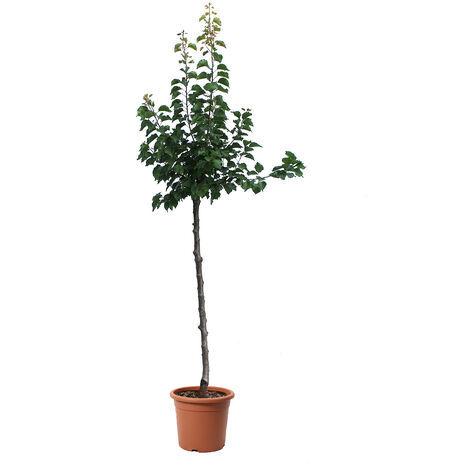 Albero di Albicocco - Pianta da Frutto da Giardino Vere - Prunus Armeniaca - Vaso Ø 28 cm