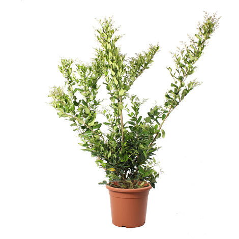 Ligustrum Texanum - Piante Vere da Esterno Sempreverdi - Pianta Ornamentale da Giardino - H 125-150 cm Vaso Ø 30 cm