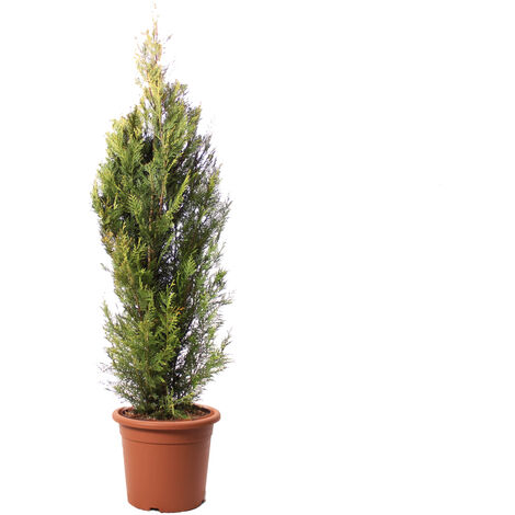 Pianta di Cipresso - Cupressocyparis Leylandii Pyramidalis Aurea - Piante Vere da Esterno - H 150-175 cm Vaso Ø 30 cm