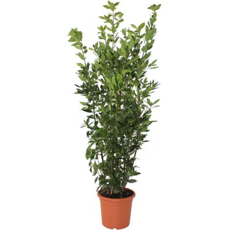 Laurus Nobilis - Pianta di Alloro - Pianta Vera da Esterno - H 200-220 cm Vaso Ø 30 cm