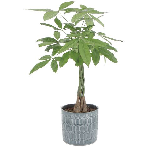 Pachira Acquatica con Vaso in Ceramica Alma - H 60-70 cm Vaso Ø 17 cm