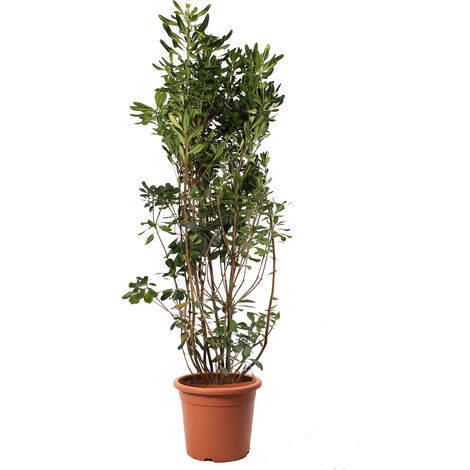 Pittosporum Tobira - Piante Vere da Esterno - H 125-150 cm Vaso Ø 30 cm