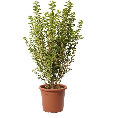 Ligustrum Japonicum Ovalifolium Aurea - Ligustro Piante da Esterno Vere - H 80/100 cm Vaso Ø 24 cm