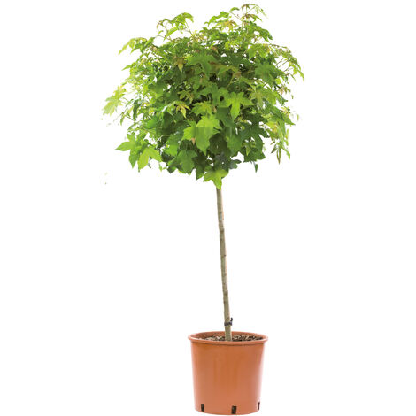 Liquidambar Styraciflua Gum Ball - Piante Vere da Esterno Ornamentali - Alberi da Giardino - H 80-100 cm Vaso Ø 24 cm