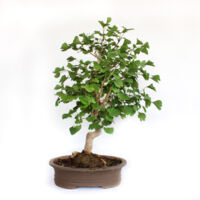 Bonsai Ginkgo Biloba - Bonsai Giapponese - H 65-75 cm Vaso in Ceramica Ø 35 cm