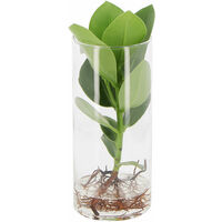 Clusia Rosea Princess in Idrocultura - Pianta Idroponica da Interno - H 25-30 cm Vaso Ø 6 cm