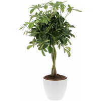 Schefflera Arboricola 'Gold Capella' con Eco-Vaso Alaska - Pianta Tropicale Purifica Aria da Interno - H 75-85 cm Vaso Ø 19 cm