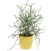 Euphorbia Tirucalli con Eco-Vaso Ocra - Piante Grasse Vere da Interni - Pianta Succulenta - H 30-40 cm Ø 12 cm