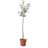 Pianta di Amarena - Albero da Frutto in Vaso Amareno Ciliegia - Vaso Ø 24 cm