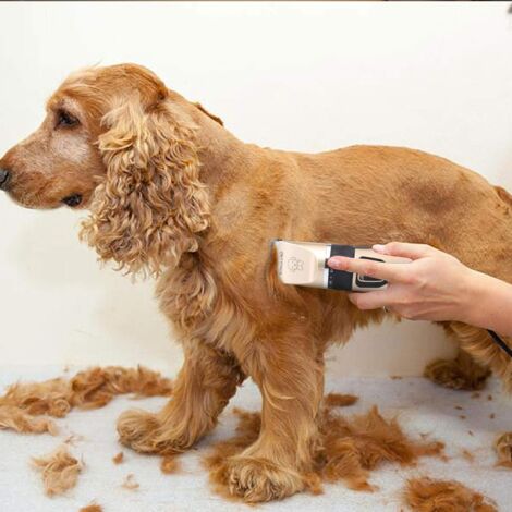 Best dog clippers 2025 for cocker spaniel uk