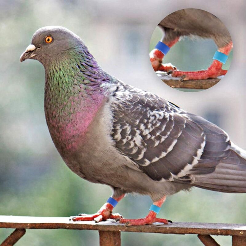 Anneaux De Poulet 16mm - 60 Pièces, 6 Couleurs | Pour Identification Volaille, Pigeons, Canards - Réutilisables Anneaux Pied Volaille