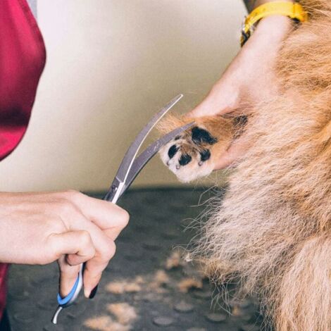 Blue Dream Ciseaux de sécurité professionnels 6 en 1 en acier inoxydable 4CR pour chiens, chats et autres animaux
