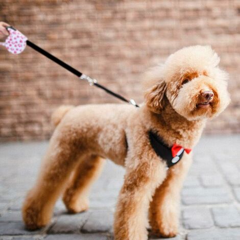 Laisse pour Chien rétractable Laisse à Enrouleur Extensibles de Chien Jusqu’à 15kg Extensible à 5 m pour Petit et Moyen Chien