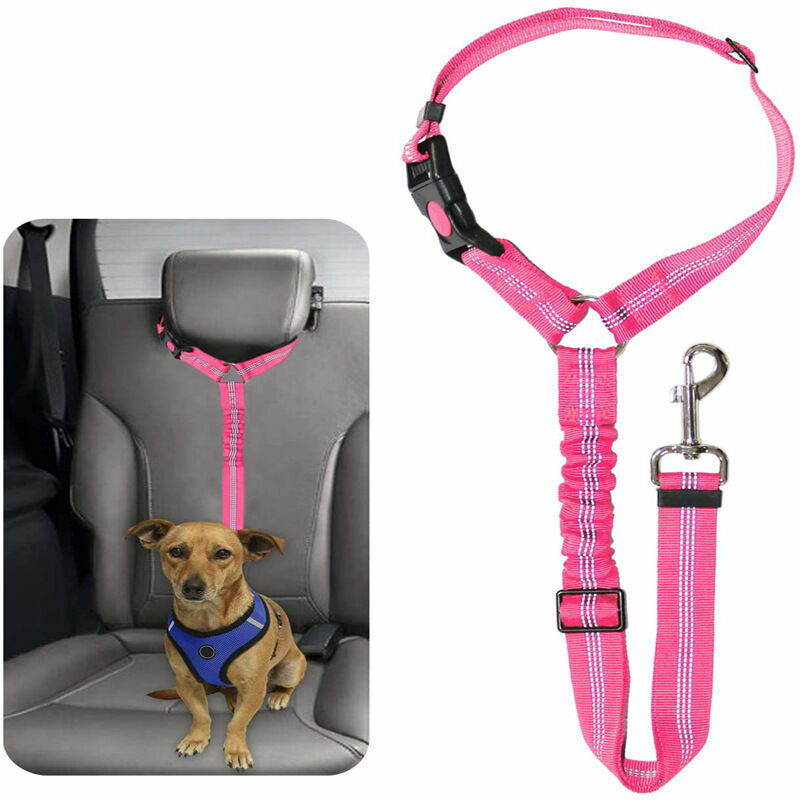 Dog seat belt for large outlet dogs