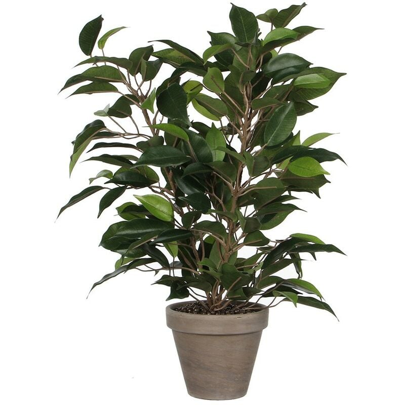 Ficus natasja con maceta d11.5cm - 40x30cm