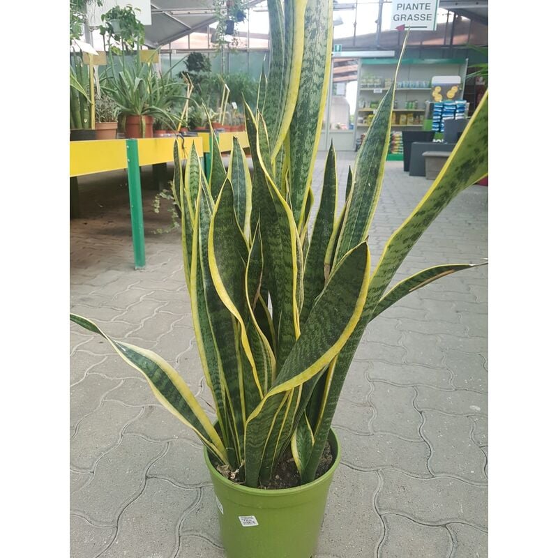 Sanseveria artificiale verde in vaso alt.80 Sanseveria