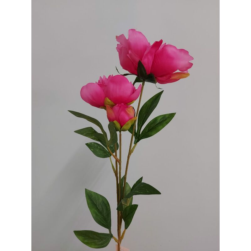 Peonia X3 65cm