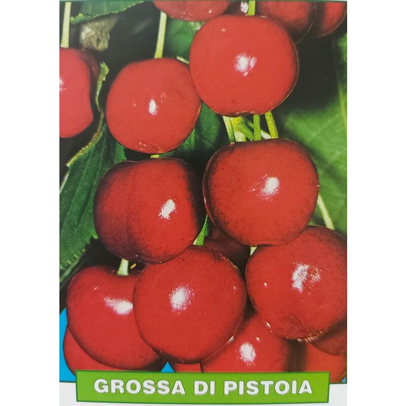 Pianta Di Ciliegio New Star In Vaso - Vivaio Santa Bernadetta - 5