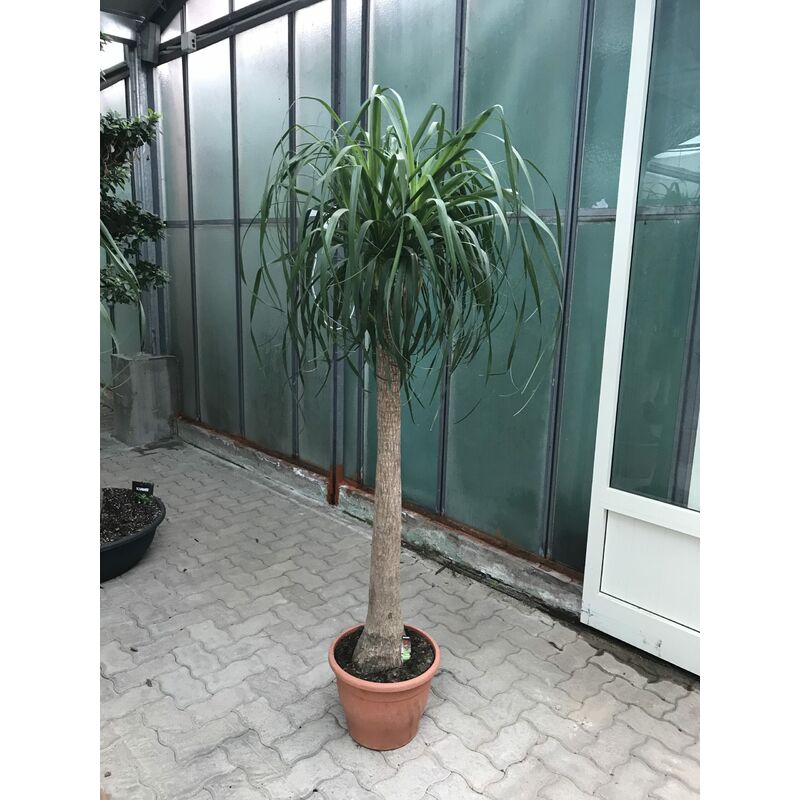 Nolina Beaucarnea Dritta H150