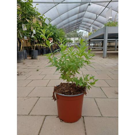 Lippia Citrodora (Citronella)