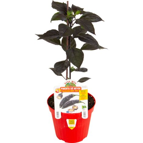 Peperoncino Very Hot Pimenta Da Neyde ORTO MIO