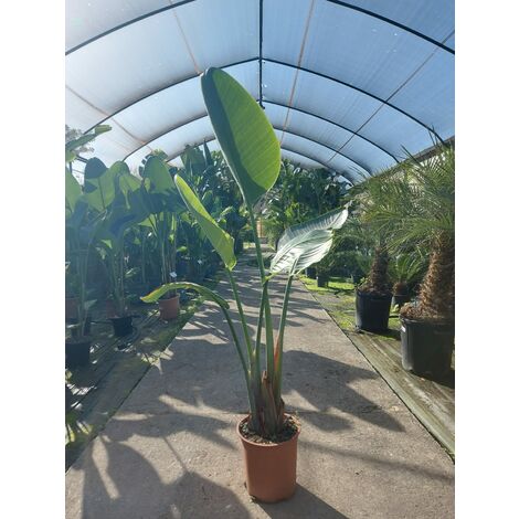 Strelitzia Nicolai