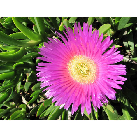 Carpobrotus Edulis