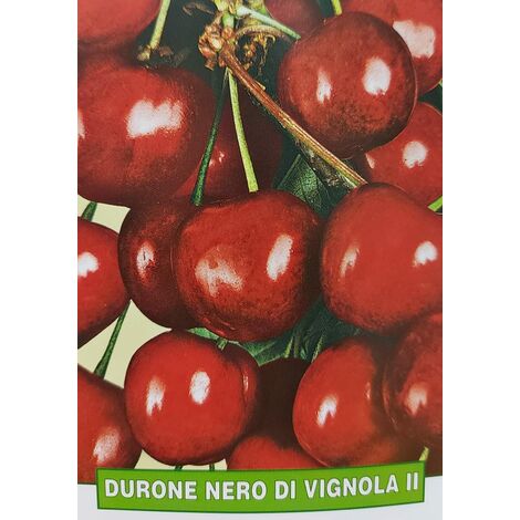 Ciliegia Durone nero di Vignola II - pianta di 3 anni