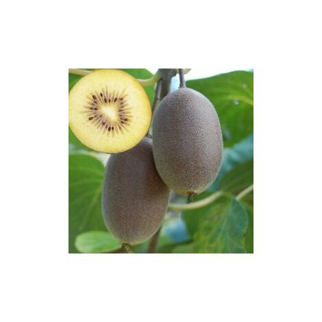 Kiwi Arguta Autofertile (Pianta di 3 anni)