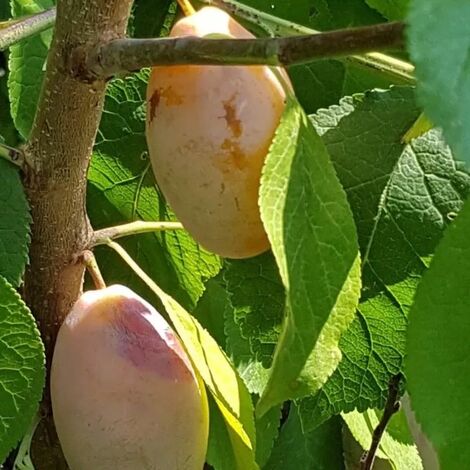 Susina Pappagona Gialla