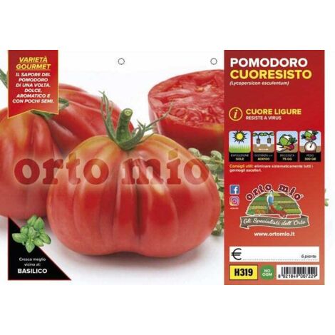 ORTO MIO Pomodoro Cuore Ligure Cuoresisto
