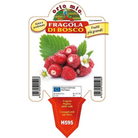 Fragola di bosco regina delle valli Orto mio