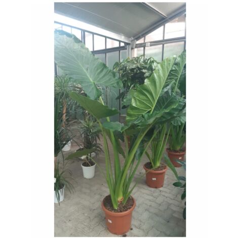 Aloe Arborescens