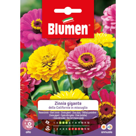 Blumen semi zinnia gigante della california