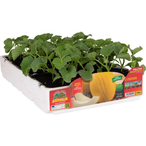 Ortomio melone gialletto porthos