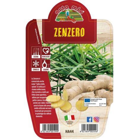 ORTO MIO Zenzero o Ginger