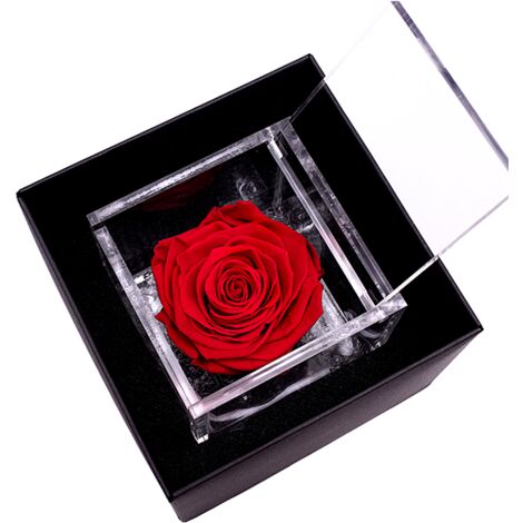 Rosa Stabilizzata Fucsia - FLOWERCUBE - Special Edition - I