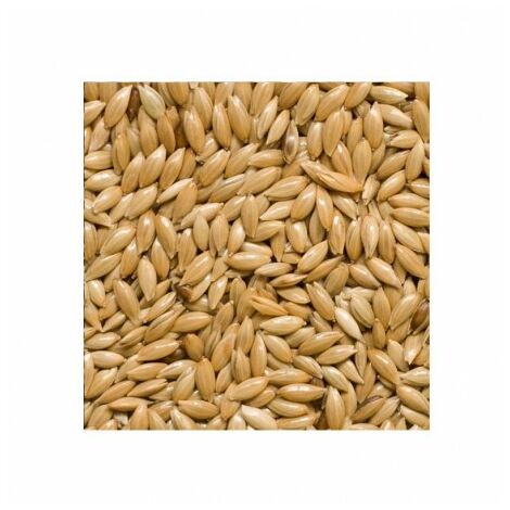 Scagliola Per Uccelli - Semi Selezionati Super Ventilati, No OGM, 100% Vegetale, 1 Kg