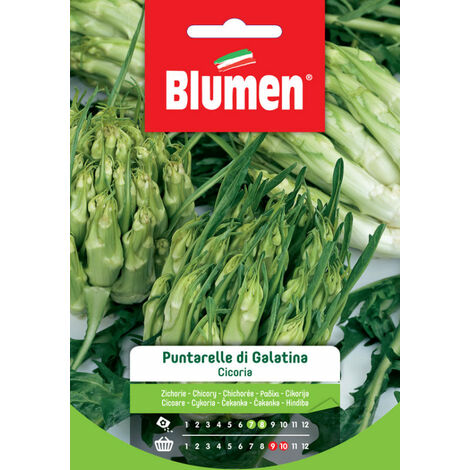 CICORIA PUNTARELLE GALATINA BLUMEN