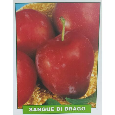 Susino Sangue di Drago frutto antico rosso 3 anni 160 cm - Vivaio