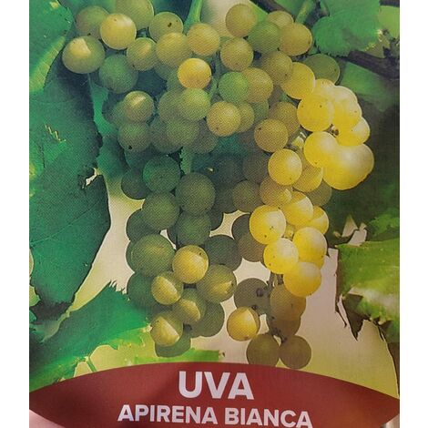 Uva Apirena Bianca - pianta di 3 anni