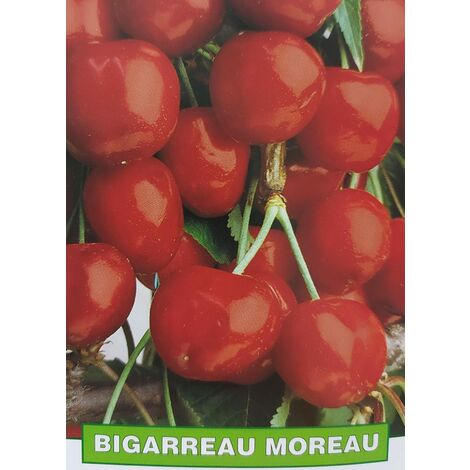 Ciliegia Bigarreau Moreau - pianta di 3 anni