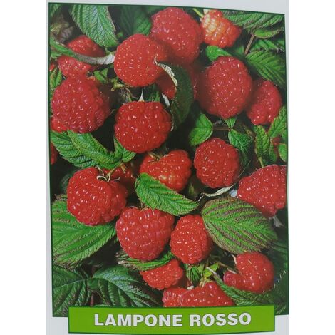 Lampone rosso rifiorente - pianta di 3 anni