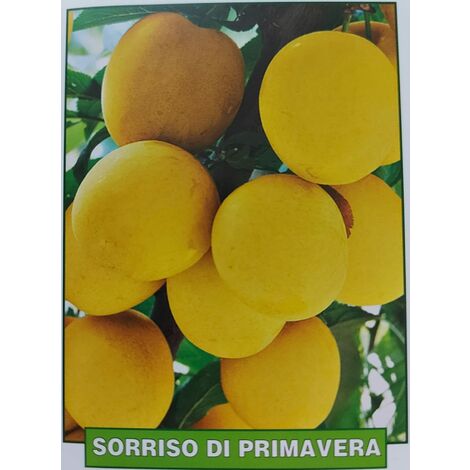 Susina Sorriso di Primavera - pianta di 3 anni