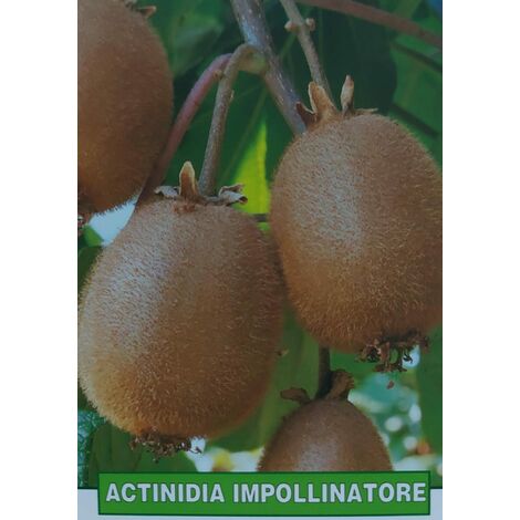 Kiwi Actinidia Impollinatore - pianta di 3 anni